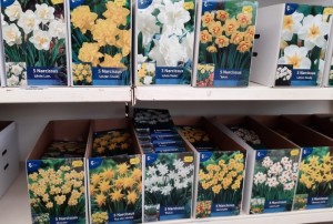 bulbes printemps 2021-04