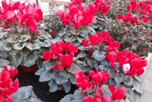 cyclamen janvier 2022-01