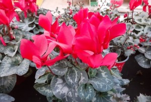 cyclamen janvier 2022-02