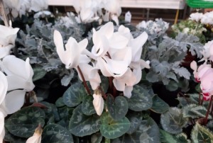 cyclamen janvier 2022-03