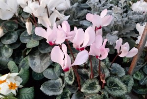 cyclamen janvier 2022-04