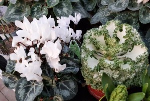 cyclamen janvier 2022-05