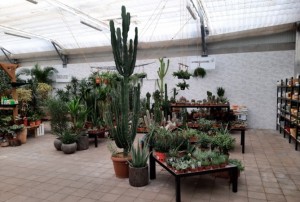 cactus 2022-01
