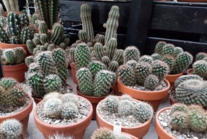 cactus 2022-03