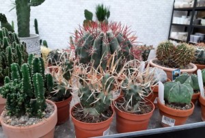 cactus 2022-04