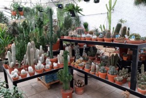 cactus 2022-05