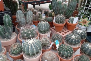 cactus 2022-06