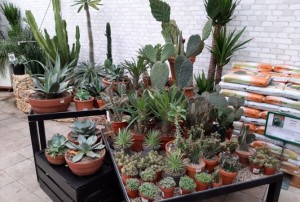 cactus 2022-07