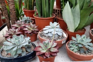cactus 2022-11
