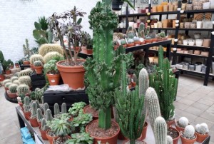 cactus 2022-12