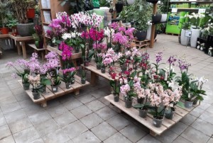 orchidées 2022-01