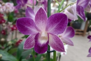 orchidées 2022-02