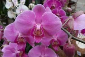 orchidées 2022-03