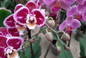 orchidées 2022-04
