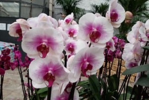 orchidées 2022-05