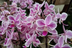orchidées 2022-06