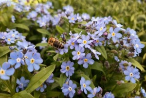 Myosotis 15.03.22-01
