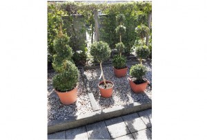 Location plantes 02B