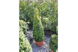 Location plantes 03B