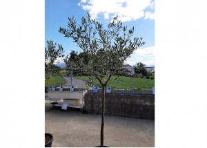 Location plantes 05B