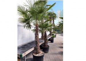 Location plantes 06B