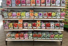 Bulbes printemps 2025b