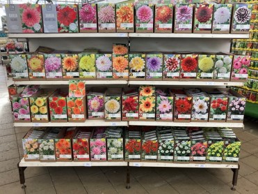 Bulbes printemps 2025b