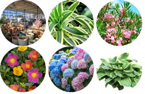 Images pour site