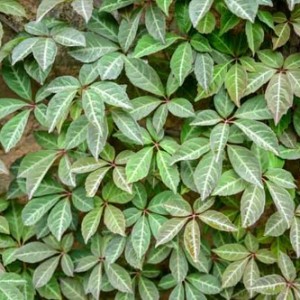 parthenocissus henryana