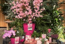 octobre rose