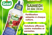 geysal cover
