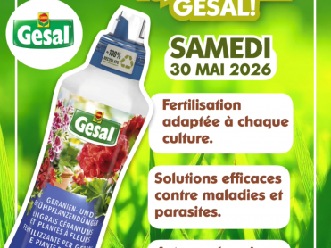 geysal cover